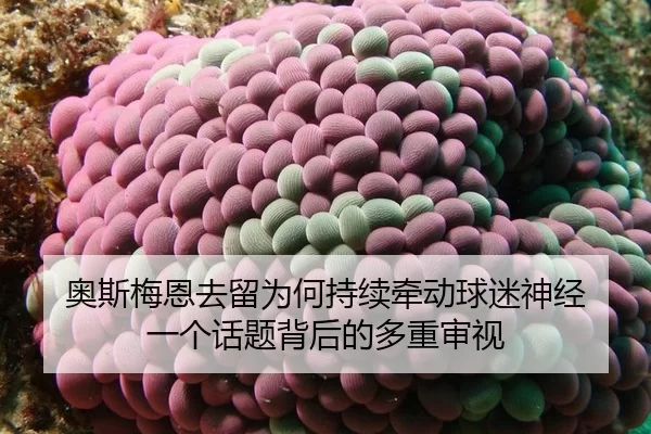 奥斯梅恩去留为何持续牵动球迷神经 一个话题背后的多重审视